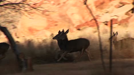 Followingshot-Of-A-Herd-Of-Deer-Run-Across-A-Road-In-Utah