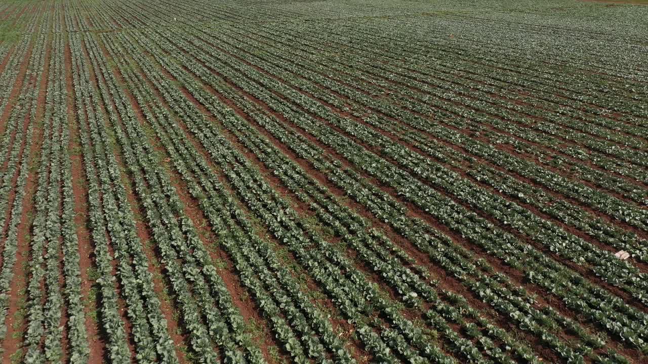 toma de drones de granjeros trabajando