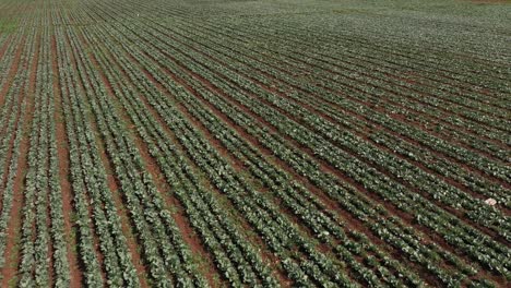 Drone-shot-of-farmers-working