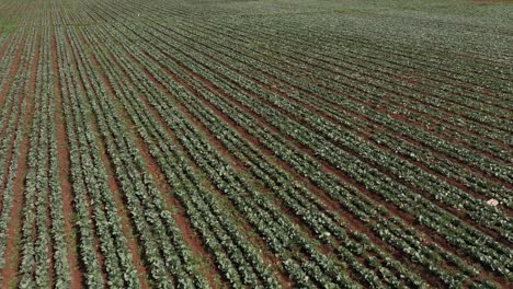 toma de drones de granjeros trabajando