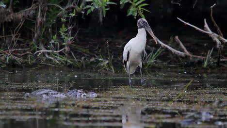 an alligator moves through a swamp near a wood stork