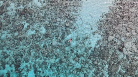 top view of a gorgeous woman in bikini snorkeling in crystal clear lagoon with coral reef at the bottom