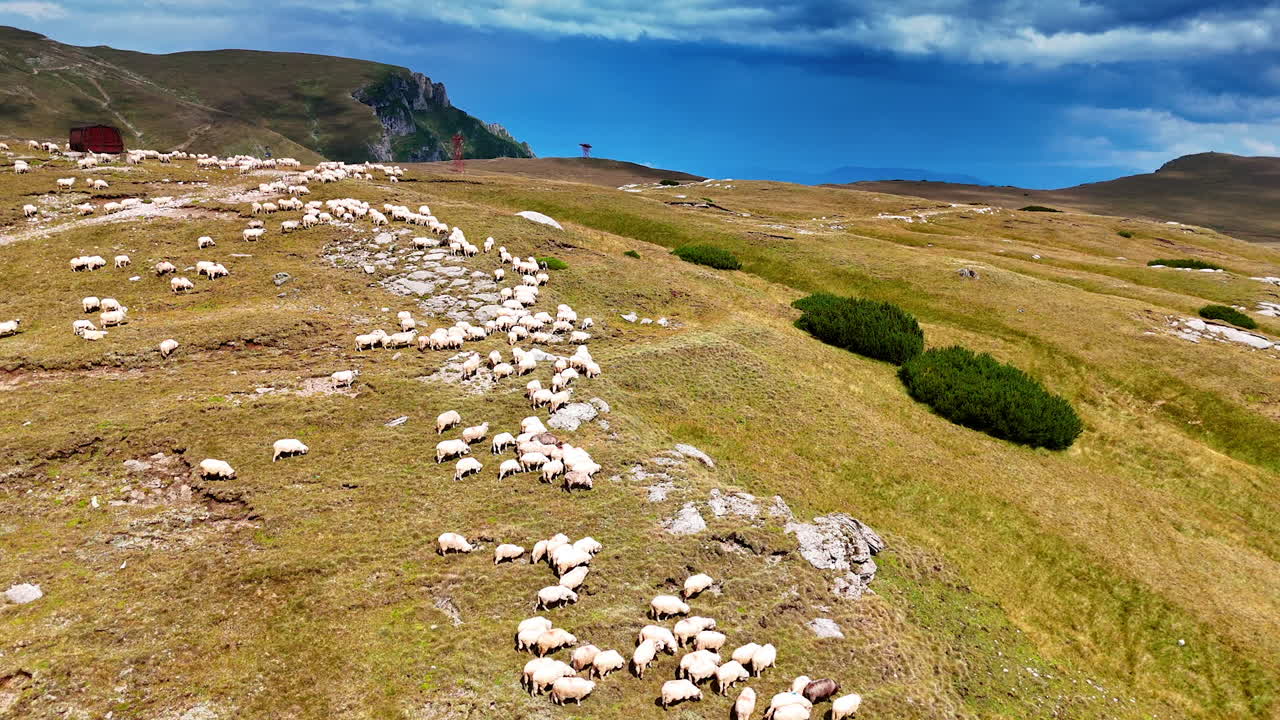 Sheep on a sunny hillside. Herds of sheep roam freely across a lush hillside under a bright sky with distant mountains