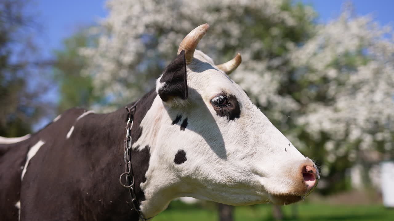 Big lazy black and white cow with a chain on her neck is in blossoming garden. Domestic animal says moo ant turns its head.