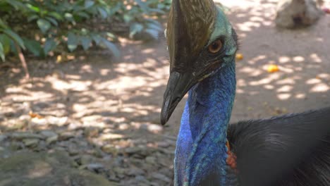 Cassowary-Preening-Its-Feathers---close-up