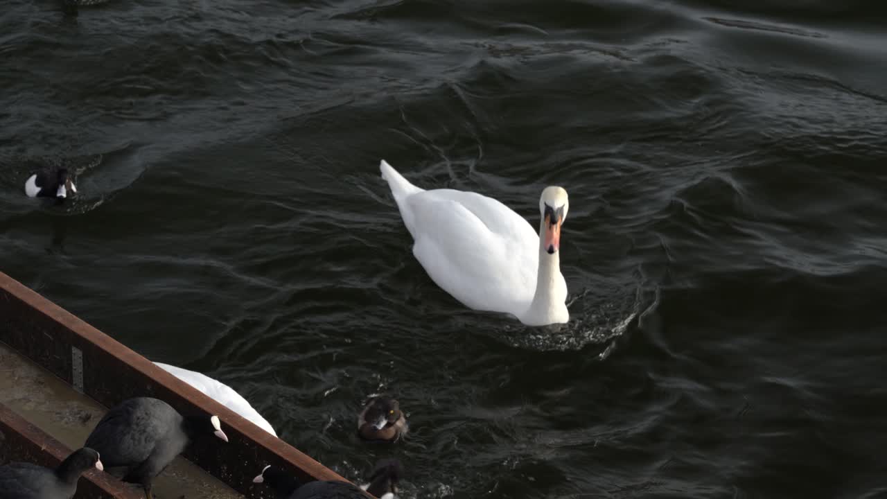 una focha pisando un cisne blanco en un lago frío de invierno