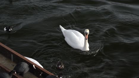 A-coot-stepping-over-a-white-swan-in-a-cold-winter-lake