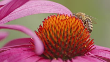 macro de una abeja melífera ocupada bebiendo néctar en el con de flor de naranja