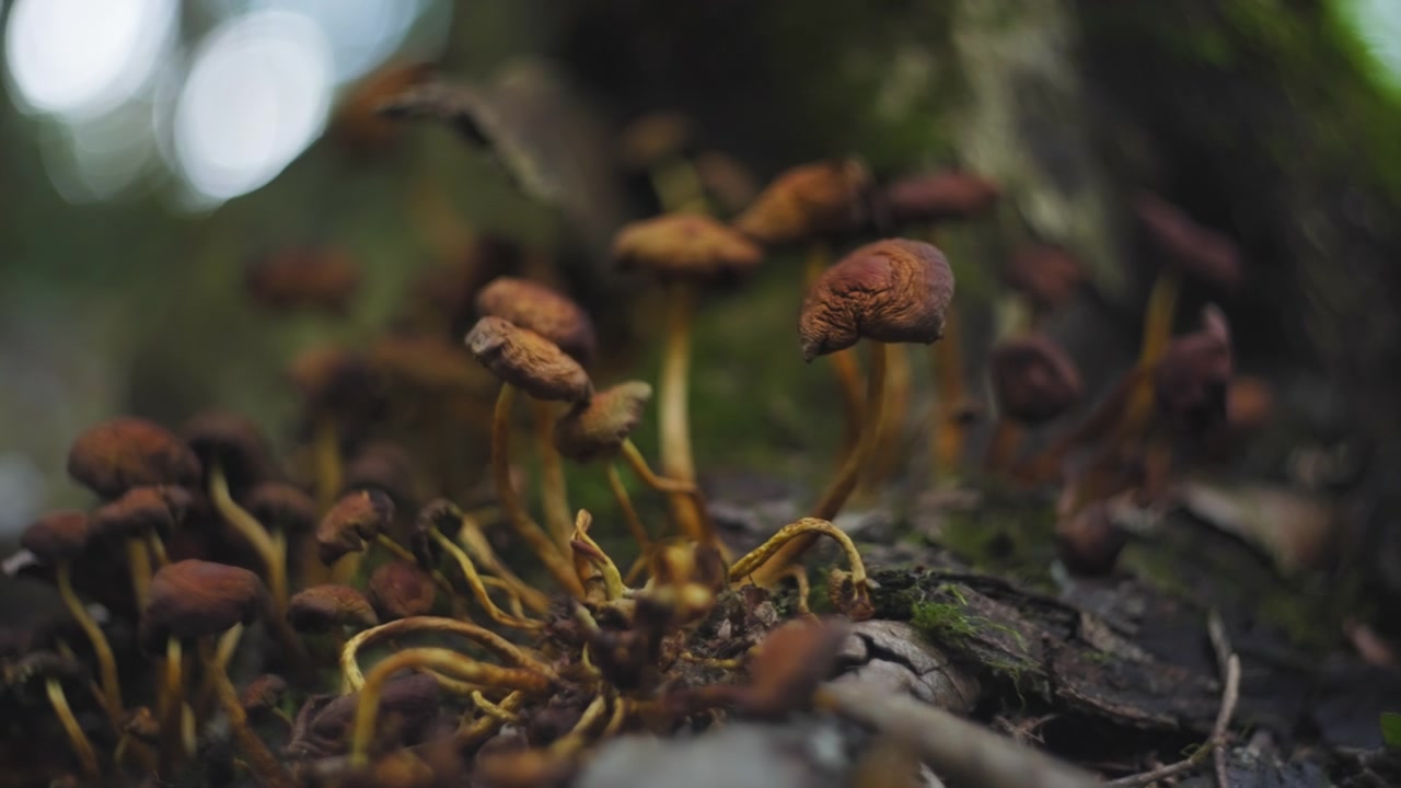 Piccoli funghi arancioni nel bosco