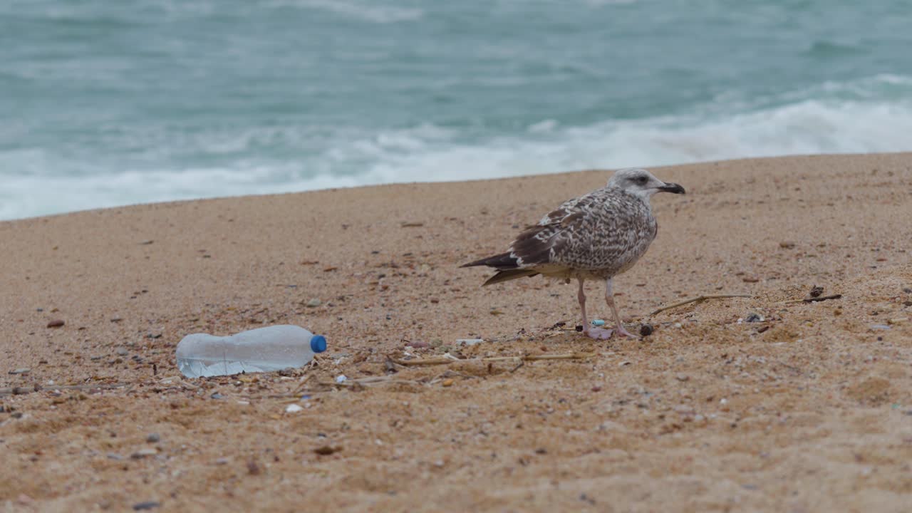 Bottiglia d'acqua di plastica sulla spiaggia, inquinamento, spazzatura, onde al rallentatore, ecologia, inquinamento, natura con un gabbiano sullo sfondo.