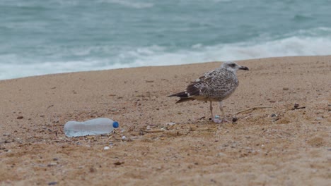 plastic water bottle on the beach, pollution, garbage, waves in slow motion, ecology, pollution, nature with a seagull in the background