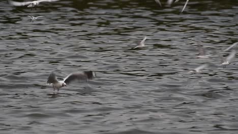 Terns-and-Gulls-Skimming-for-Food-are-migratory-seabirds-to-Thailand,-flying-around-in-circles,-taking-turns-to-skim-for-food-floating-on-the-sea-at-Bangpu-Recreational-Center-wharf