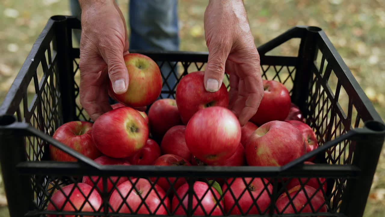 A black plastic box filled with red apples. Close up. Unrecognized man comes up to a box adding more apples.
