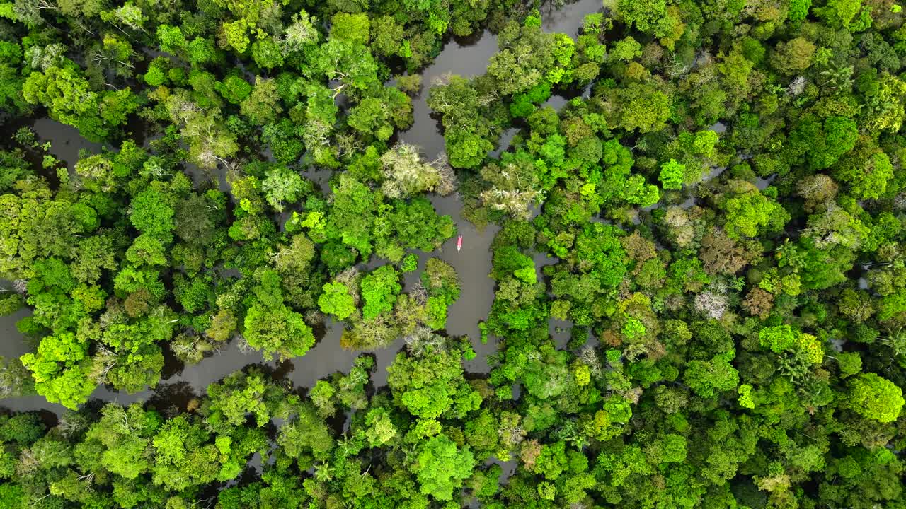Ripresa aerea con drone della lussureggiante canopia della foresta pluviale amazzonica con una barca classica sul Rio delle Amazzoni vicino a Manaus, Brasile