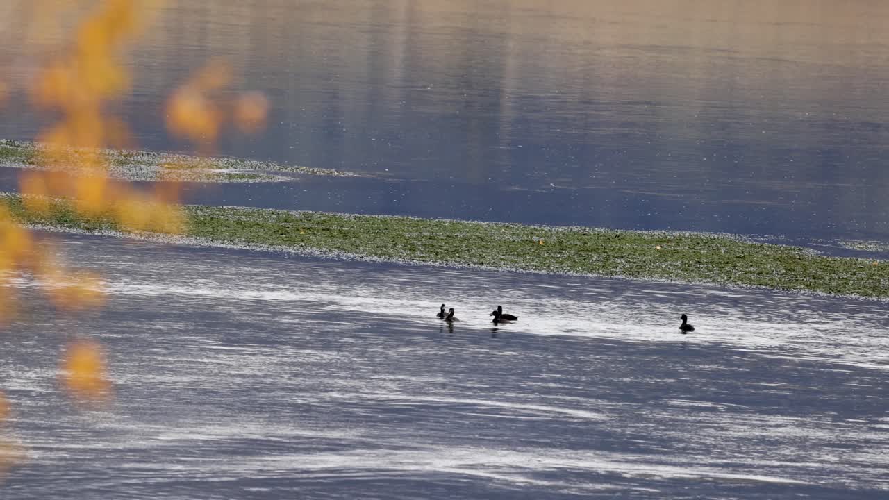 Ducks glide across Lake Wanaka's serene waters, framed by autumn foliage, under warm sunset lighting