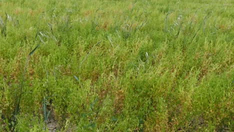 ripening lentil plant, harvesting lentils, ripe green lentils in the field,