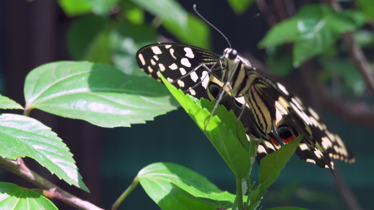 Close up of a Lime butterfly standing on a tree branch