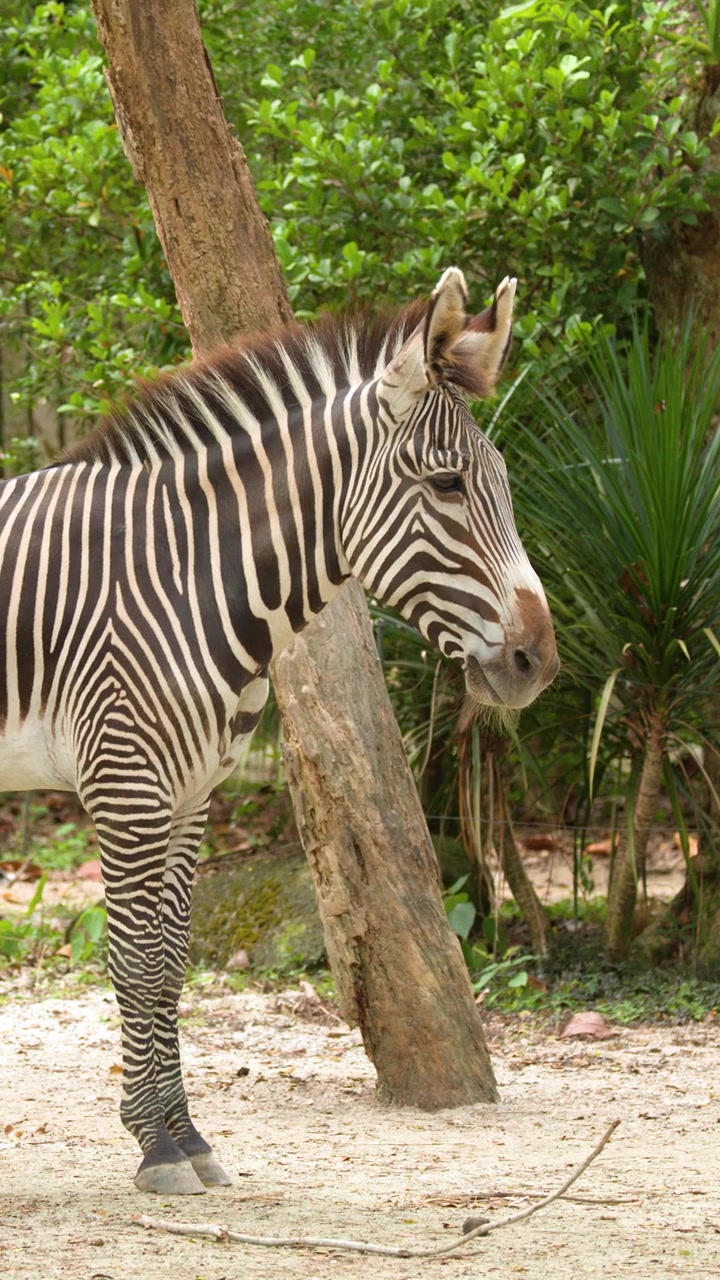 Zebra di Grevy in piedi e che cammina in un ambiente verde e rigoglioso