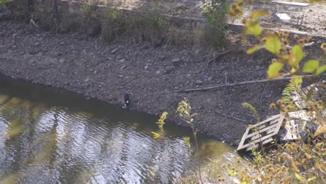 Un-Perro-En-El-Campo-Bebiendo-Agua-De-Un-Lago