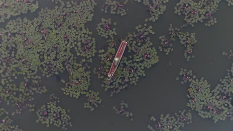 aerial view of a boat in a pond with lily pads