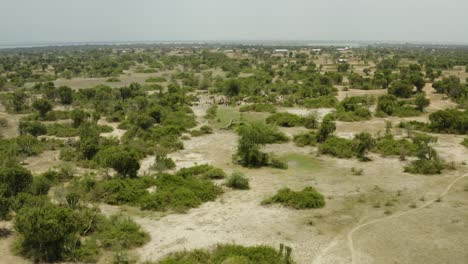 Herd-of-cows-in-Uganda,-working-the-dry-desolate-landscape