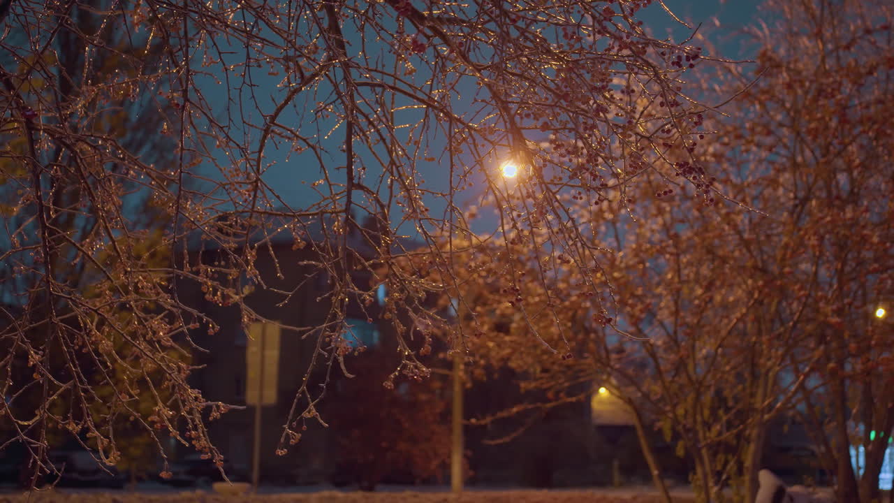 얼음과 은 열매로 장식 된 나무 가지가 황금빛 아래 반이고, 주거 건물과 배경에는 흐릿한 거리 조명과 그림자가 있습니다.