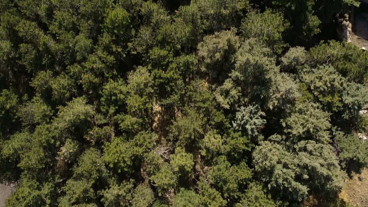 Aerial top view above a green forest on the Apennine mountains, Italy