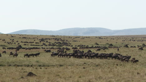 blue wildebeest migration walking in lines on the plains of serengeti n