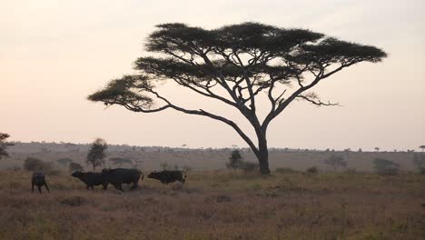 Toma-Cinematográfica-De-Un-Grupo-De-Búfalos-Corriendo-Con-Un-árbol-De-Acacia-En-El-Fondo-En-La-Hora-Dorada