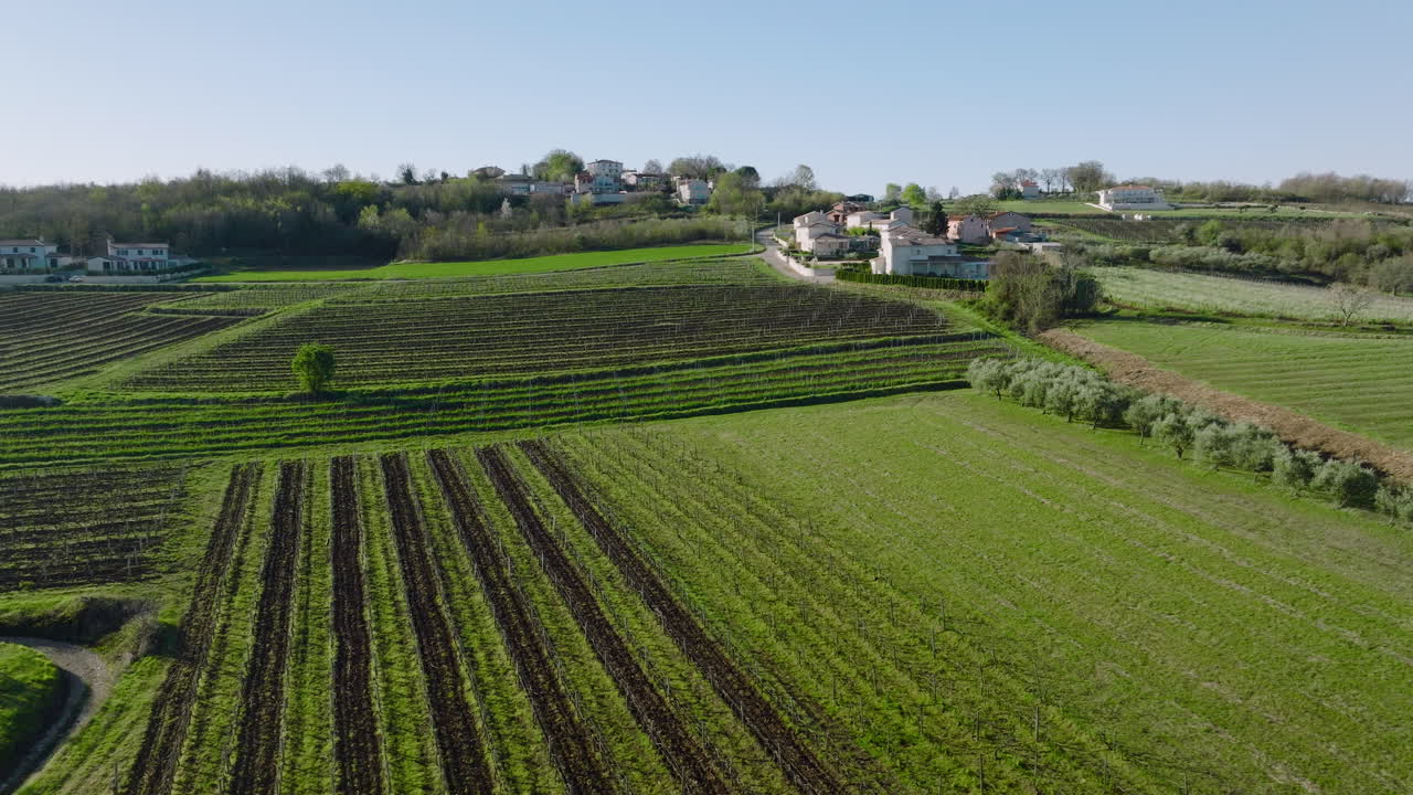 vista aérea de exuberantes viñedos verdes en la zona rural de istria central en buzet, croacia.