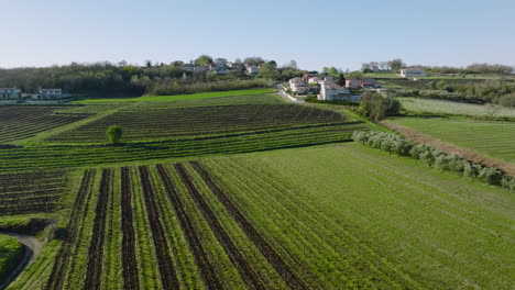 Luftaufnahme-üppig-Grüner-Weinberge-Im-Ländlichen-Gebiet-Zentralistriens-In-Buzet,-Kroatien