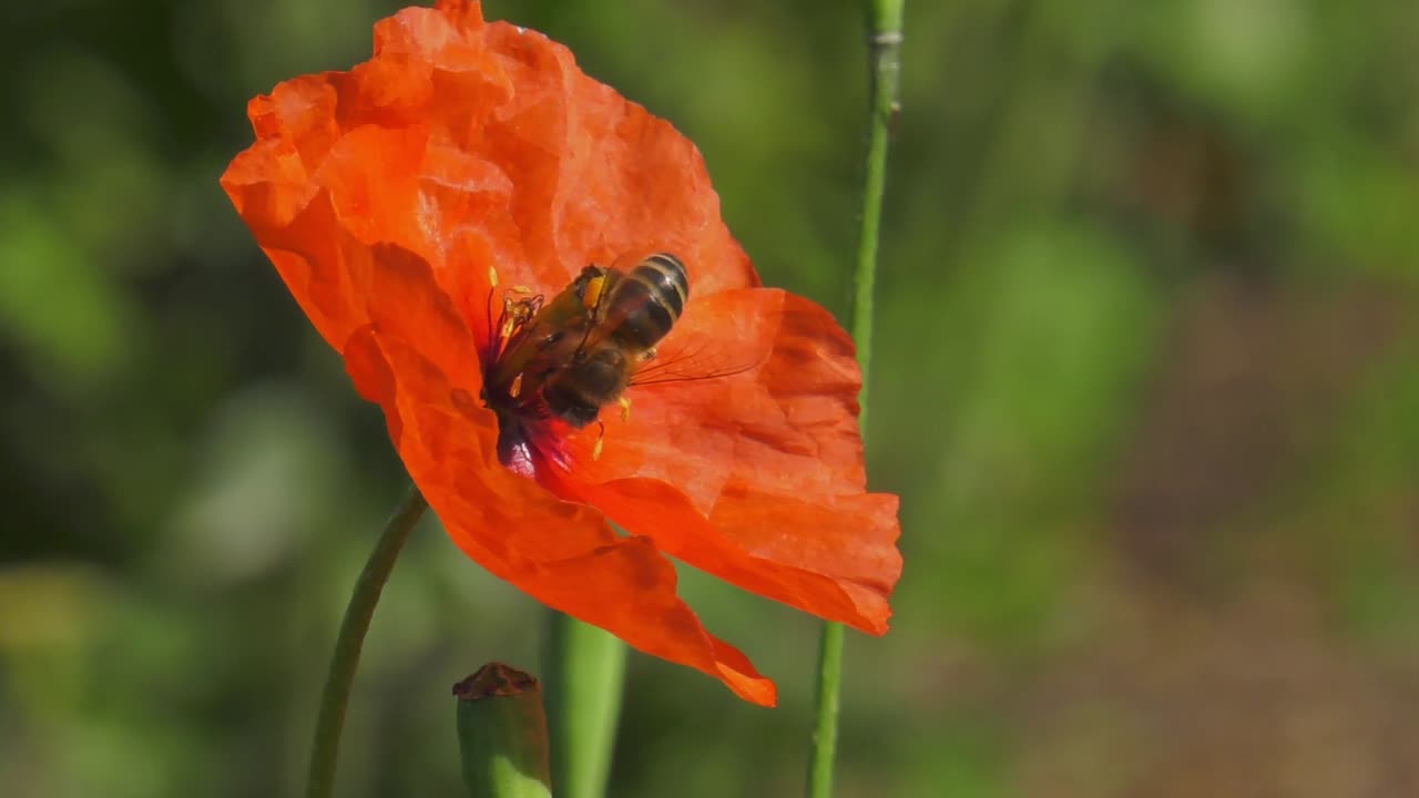 꿀벌은 붉은 꽃에 착륙하고 슬로우 모션 매크로