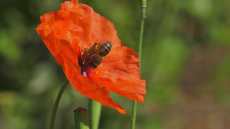 Abeja-De-Miel-Aterriza-En-Flor-Roja,-Macro-De-Cámara-Lenta