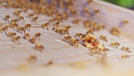 view of bees eating honey in hive