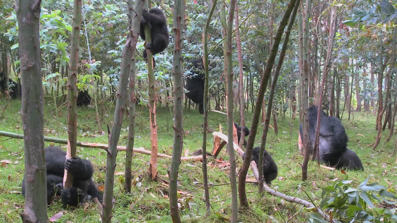 gorilas de montaña en un bosque de eucaliptos en ruanda