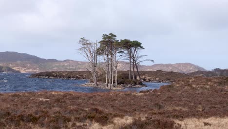 view of lewisian gneiss ancient rock terrain with isles of trees and golden tussock grasses blowing in the wind on loch inver in the highlands of scotland uk