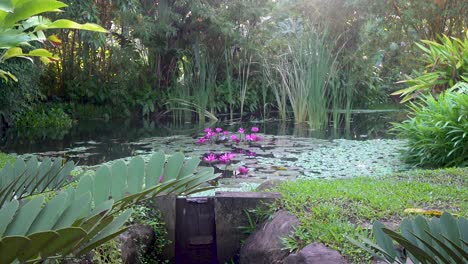 nenúfares rosa florescendo em uma lagoa oriental na luz do sol da manhã 4k