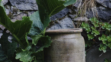 atmósfera rústica malhumorada - olla de barro de jardín cubierta de col rizada silvestre y malezas