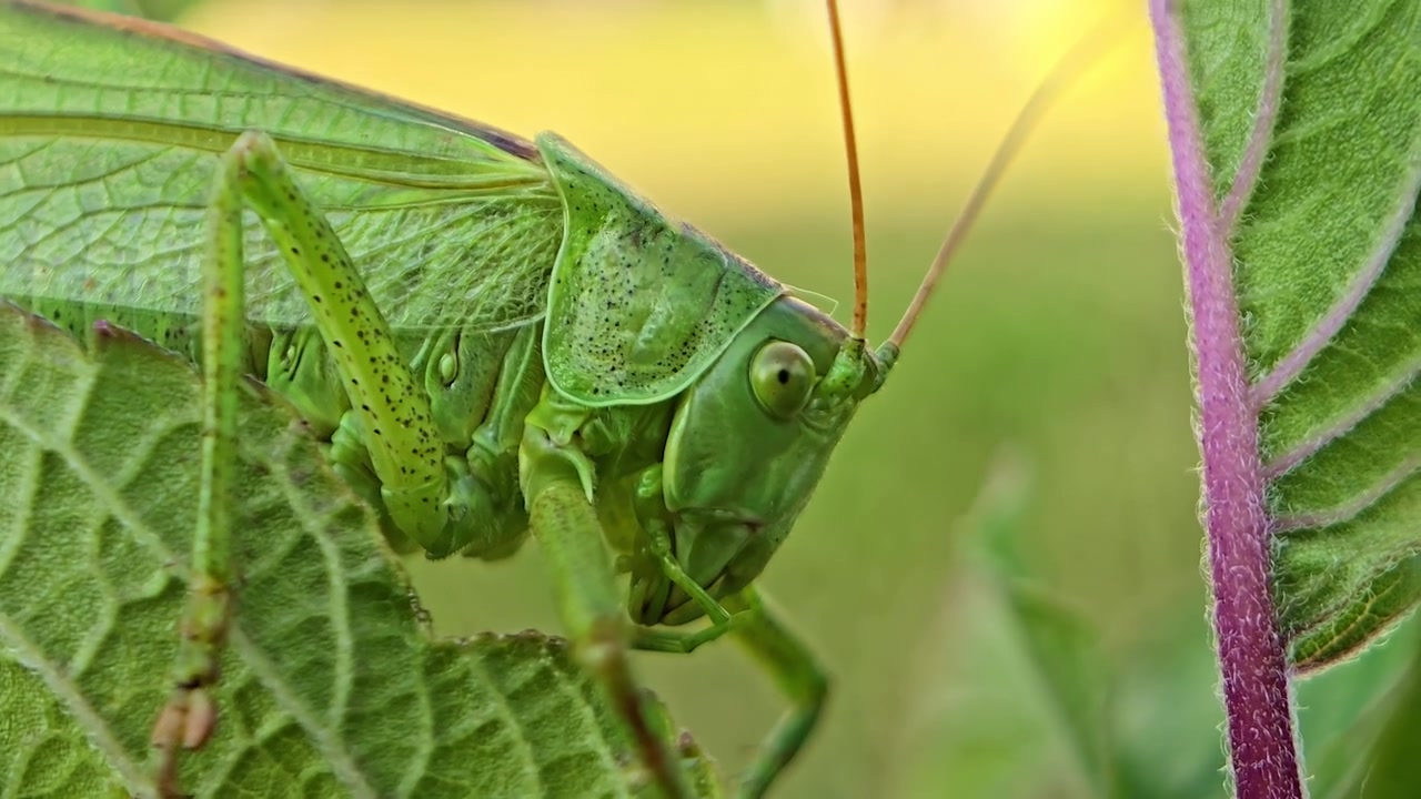 Un ritratto macro estremo di una testa di cavalletta con sfondo bokeh dorato