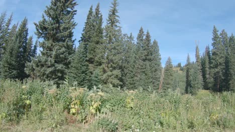 tall pines and wildflowers mixed with aspen groves and blue skies in the high country of colorado