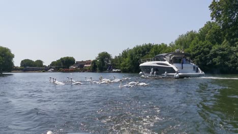 a slow moving shot of a bevy of large english white swans grouping together to avoid getting run over by expensive and large boats in an english canal on the sunniest day of the year