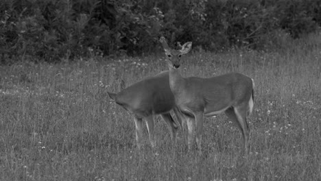 two alert white tailed deer grazing in a grassy field in the late evening light in black and white