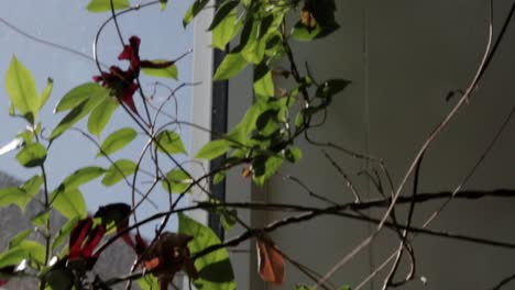 close up shot of vines from a house plant beside a window