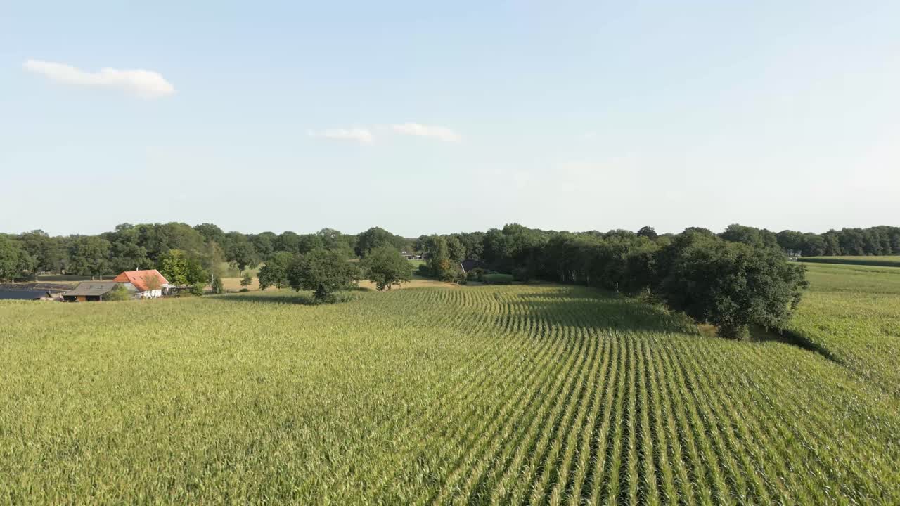 Aerial View of a Cornfield in Rural Dutch Landscape