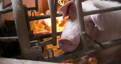 pigs on livestock farm pig farming young piglets at stable 15