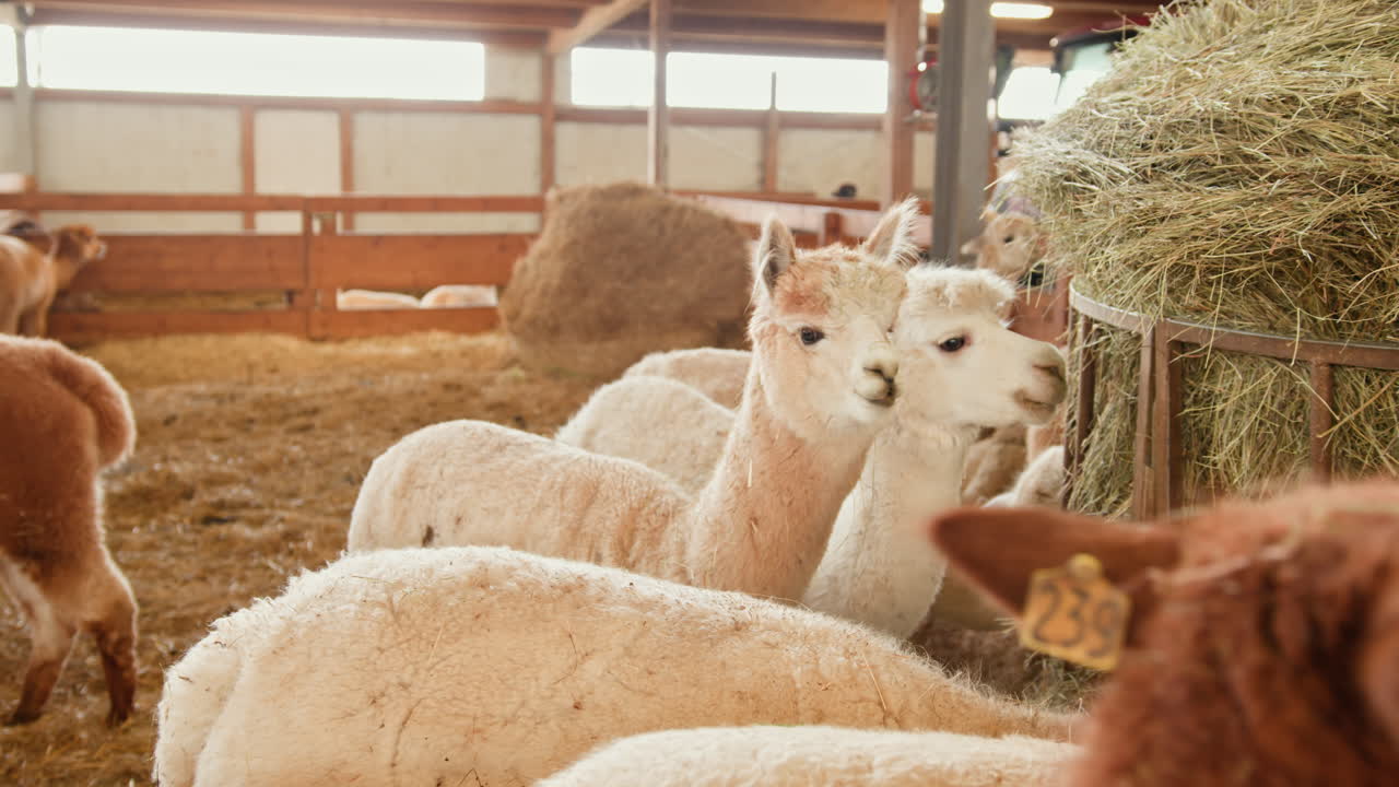 Alpacas Eating Hay in a Barn