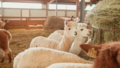 alpacas eating hay in a barn