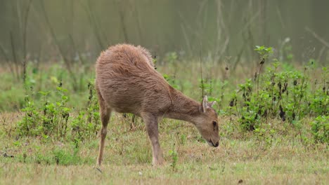 Indischer-Schweinehirsch,-Hyelaphus-Porcinus,-Thailand