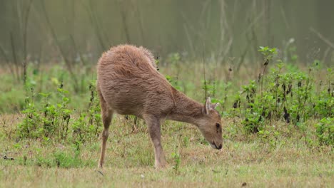 ciervo cerdo indio, hyelaphus porcinus, tailandia