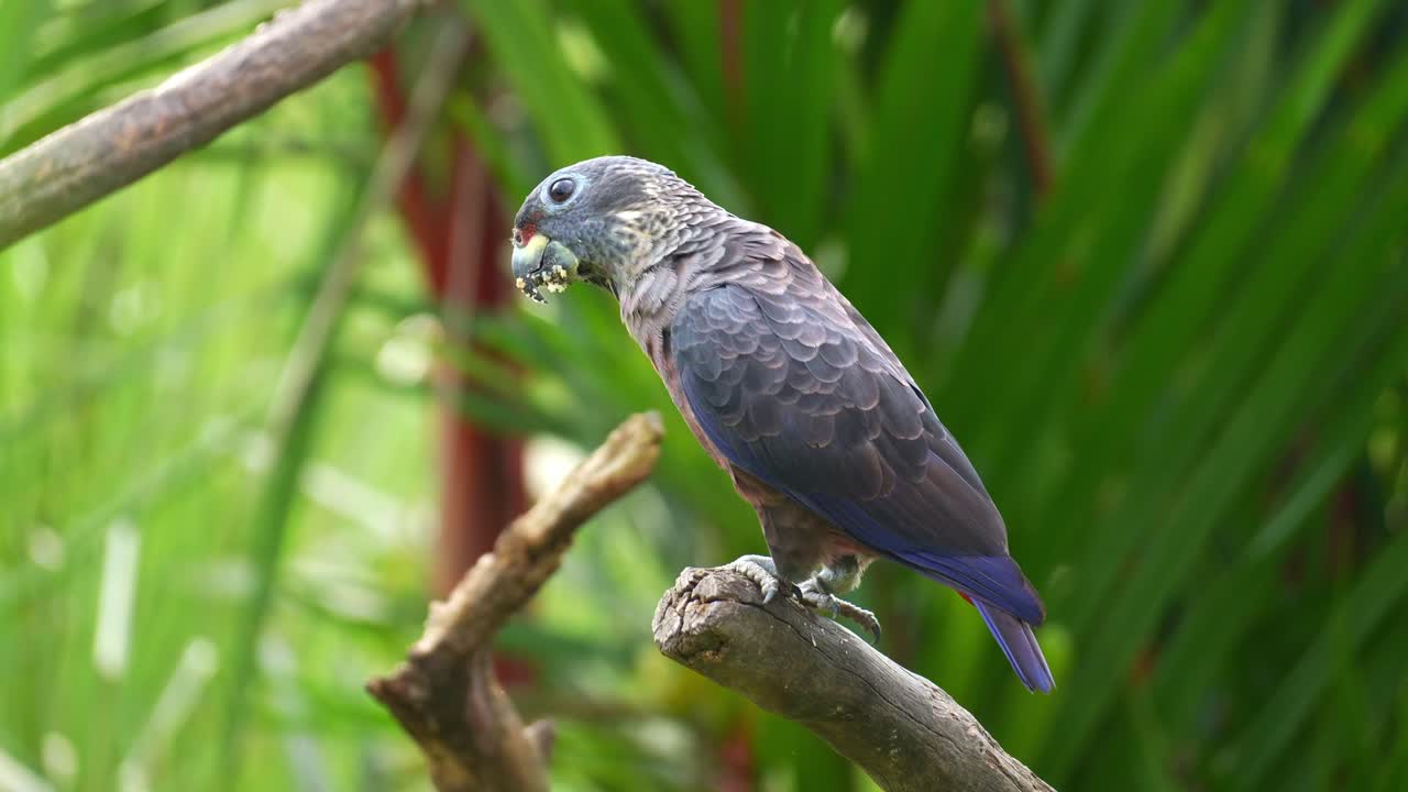 En sotskärparakitt (Pionus fuscus) sitter på en gren, äter och rengör sin näbb genom att gnugga den mot grenen, närbild.